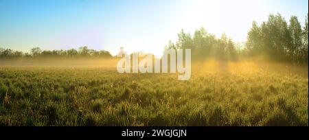 Un magnifique panorama printanier de prairies au lever du soleil, l'herbe a commencé à pousser, les rayons du soleil pénètrent la jeune forêt verte et les arbustes dans la plaine inondable Banque D'Images