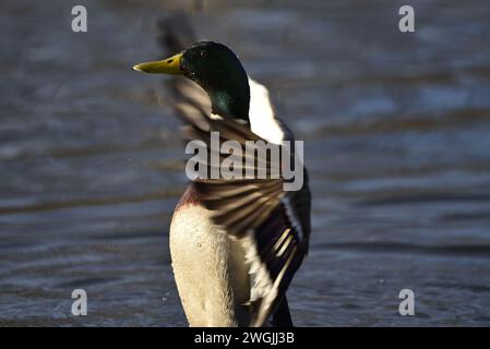 Gros plan ensoleillé d'un Drake Mallard (Anas platyrhynchos) debout dans le profil gauche avec des ailes battant et des gouttelettes d'eau visibles sur la tête, Royaume-Uni Banque D'Images