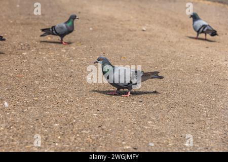 Une captivante photo en gros plan de pigeons rassemblés au sol dans un parc, avec les oiseaux du premier plan au net et l'arrière-plan adouci Banque D'Images