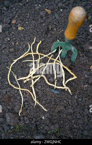 Racines d'herbe à bête creusées dans un jardin. Banque D'Images