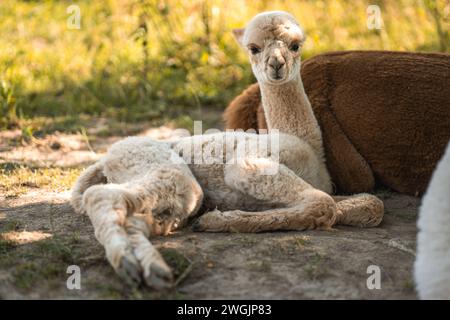 Mignon bébé amical alpaga avec le sourire, petit animal drôle couché sur l'herbe verte Banque D'Images