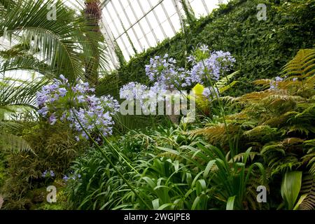 Plantes exotiques en serre avec Agapanthus bleu. Palmiers et plantes vertes tropicales Banque D'Images
