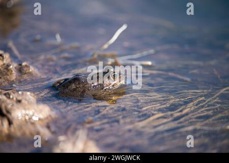 Grenouille dans l’eau Banque D'Images