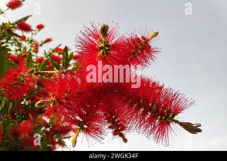 Melaleuca viminalis, communément connu sous le nom de pinceau pleureur, ou pinceau de ruisseau est une plante de la famille des myrtes, les myrtacées. Banque D'Images