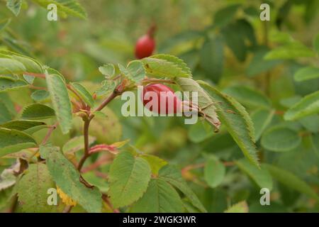 Baies d'automne : des hanches roses vibrantes parmi les feuilles vertes Banque D'Images