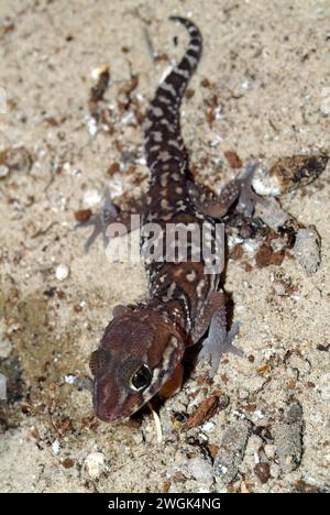 Gecko ocelot, gecko moulu de Madagascar, gecko à queue grasse malgache, Madagaskar-Großkopfgecko, Paroedura picta, madagaszkári tarka gekkó Banque D'Images