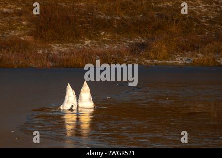 Deux cygnes à la recherche de nourriture sous l'eau dans un lac de dunes semi-gelé dans la réserve de dunes de Hollande du Nord à Bergen aan Zee (pays-Bas). Banque D'Images