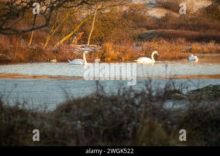 Trois cygnes dans un lac de dunes dans la réserve de dunes de Hollande du Nord à Bergen aan Zee (pays-Bas) un matin d'hiver. Banque D'Images