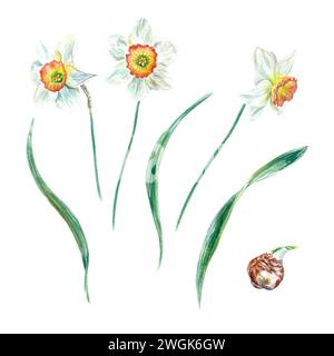 Jonquilles, fleurs, feuilles, bulbe. Illustration aquarelle de fleurs de printemps isolées sur fond blanc. Élément de conception pour cartes de vœux, invitatio Banque D'Images