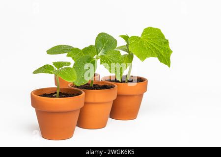 Semis de concombre dans des pots en terre cuite isolés sur fond blanc Banque D'Images