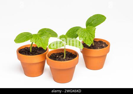 Semis de concombre poussant dans des pots en terre cuite isolés sur fond blanc Banque D'Images