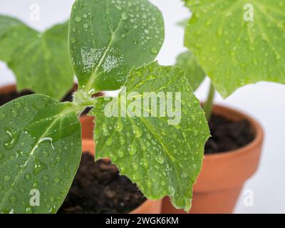 Plants de concombre dans un pot sur fond blanc. Gros plan. Banque D'Images