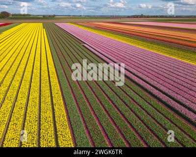 Champs de tulipes fleuris. Drone, vue aérienne. Banque D'Images