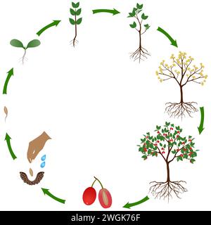 Cycle de vie d'une plante de cornouiller sur un fond blanc. Illustration de Vecteur