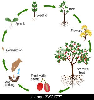 Un cycle de croissance de la plante de dogwood sur un fond blanc. Illustration de Vecteur