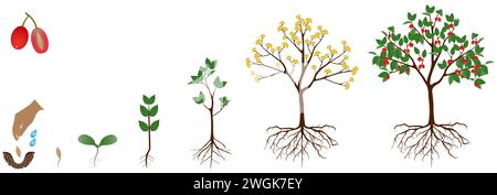 Cycle de croissance de la plante de dogwood sur un fond blanc. Illustration de Vecteur