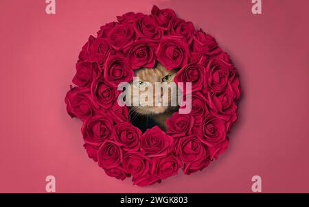 Chat au gingembre mignon jetant un coup d'œil curieux à travers une couronne de fleurs de rose rouge. Banque D'Images