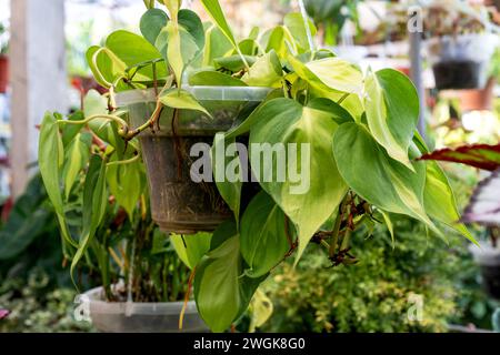 Philodendron Brasil hederaceum feuille de coeur panachée dans un pot suspendu Banque D'Images