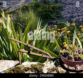 Soucis (Calendula officinalis), lis (Iris), cerraja (Sonchus oleraceus) en fleurs et immortelles (Sempervivum) dans le patio d'une maison de ville. Banque D'Images