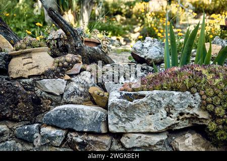 Soucis (Calendula officinalis), lys (Iris) et immortelles (Sempervivum) dans le patio d'une maison de ville. Plan détaillé dans le planteur en pierre. Banque D'Images