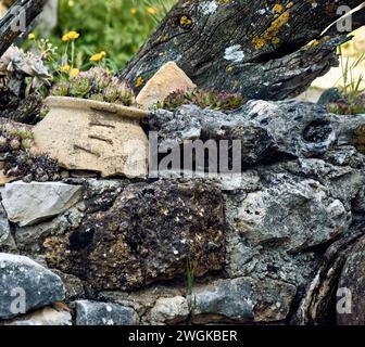 Soucis (Calendula officinalis), lys (Iris) et immortelles (Sempervivum) dans le patio d'une maison de ville. Plan détaillé dans le planteur en pierre. Banque D'Images