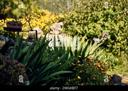 Soucis (Calendula officinalis), lys (Iris) et immortelles (Sempervivum) dans le patio d'une maison de ville. Plan détaillé dans le planteur en pierre. Banque D'Images