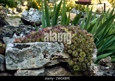 Soucis (Calendula officinalis), lys (Iris) et immortelles (Sempervivum) dans le patio d'une maison de ville. Plan détaillé dans le planteur en pierre. Banque D'Images