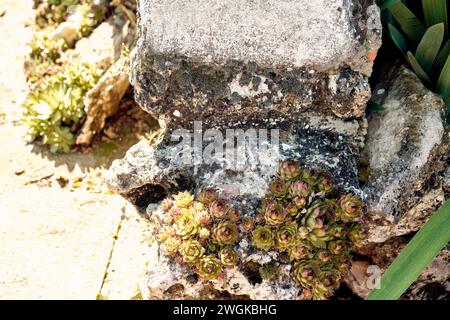 Lys (Iris) et immortelles (Sempervivum) dans le patio d'une maison de ville. Plan détaillé dans le planteur en pierre. Banque D'Images