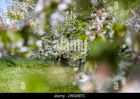 Cerisiers en fleurs dans le village Ockstadt, une partie de la ville Friedberg, Hesse, Allemagne, Europe Banque D'Images