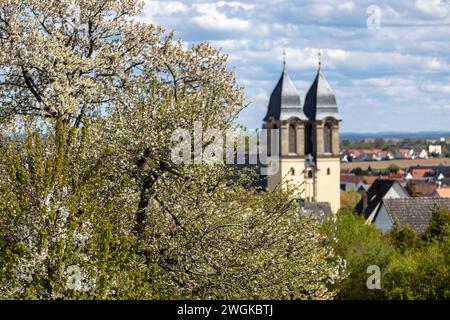 Cerisiers fleuris dans le village Ockstadt, une partie de la ville Friedberg, Hesse, Allemagne, Europe, avec vue sur l'église paroissiale catholique St Jacob Banque D'Images