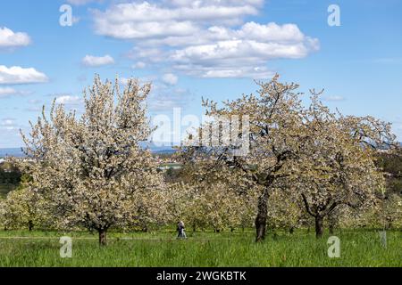 Cerisiers en fleurs dans le village Ockstadt, une partie de la ville Friedberg, Hesse, Allemagne, Europe Banque D'Images