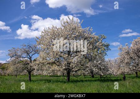 Cerisiers en fleurs dans le village Ockstadt, une partie de la ville Friedberg, Hesse, Allemagne, Europe Banque D'Images