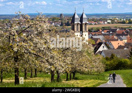 Cerisiers fleuris dans le village Ockstadt, une partie de la ville Friedberg, Hesse, Allemagne, Europe, avec vue sur l'église paroissiale catholique St Jacob Banque D'Images