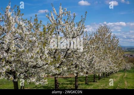 Cerisiers en fleurs dans le village Ockstadt, une partie de la ville Friedberg, Hesse, Allemagne, Europe Banque D'Images