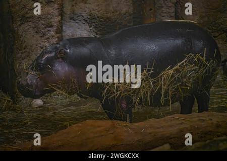 Intérieur animal hippo avec corps sale dans une pièce sombre Banque D'Images
