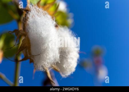 Têtes de fleurs de coton moelleuses prêtes à recadrer, vue rapprochée, contre le ciel bleu, Dubaï, Émirats arabes Unis. Banque D'Images