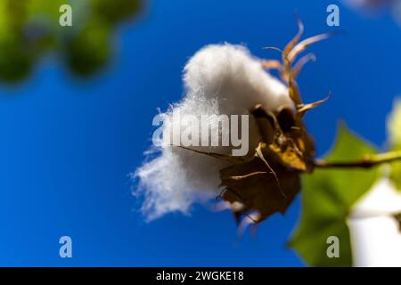 Têtes de fleurs de coton moelleuses prêtes à recadrer, vue rapprochée, contre le ciel bleu, Dubaï, Émirats arabes Unis. Banque D'Images