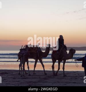 Chameau riders en silhouette alors que le soleil se couche sur une plage de sable avec une île à l'horizon à Essaouira, Maroc, le 5 février 2024 Banque D'Images