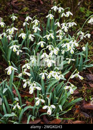 Agrégat de la goutte de neige vigoureuse et bien marquée à floraison hivernale, Galanthus x hybridus 'Trumps' Banque D'Images