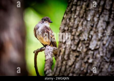 Phoebe de l'est juvénile (Sayornis phoebe) sur un tronc d'arbre Banque D'Images