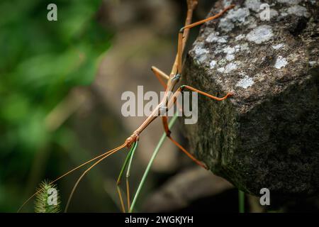 Bâton de marche nordique (Diapheromera femorata) sur un mur rocheux Banque D'Images