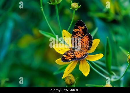 Croissant des perles (Phyciodes tharos) sur feuillage vert Banque D'Images