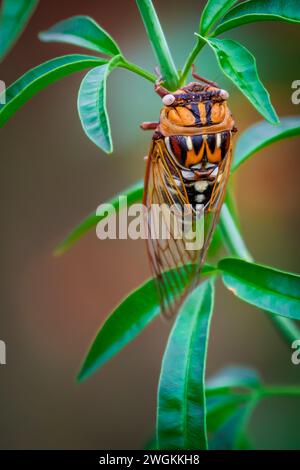 Cicada de Bush (Megatibicen dorsatus) Banque D'Images