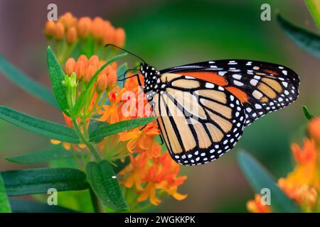 Papillon monarque (Danaus plexippus) sur des plantes vertes et oranges Banque D'Images