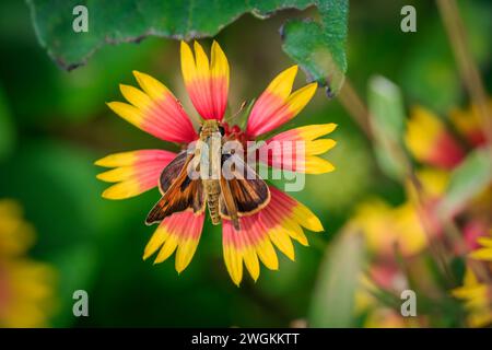 Skipper Butterfly sur une fleur de Gallardia Banque D'Images