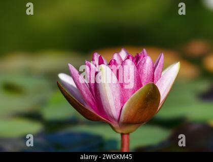 Belle fleur de lotus blanche et violette avec des feuilles vertes poussant dans un étang de nénuphars. Concepts de jardinage (Nymphaeaceae) Copier l'espace. Banque D'Images