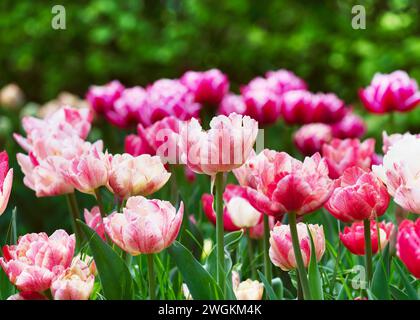 Belles tulipes doubles roses et blanches à la lumière du matin avec des bulles de bokeh et la lumière du soleil. Faible profondeur de champ. Concept de jardinage. Banque D'Images