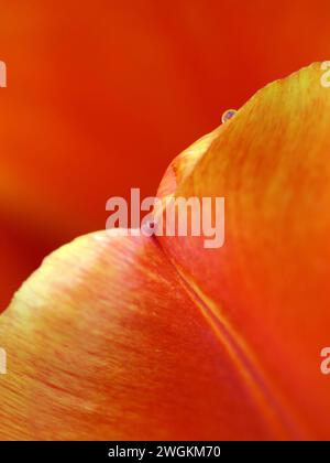 Gros plan d'une goutte d'eau sur une tulipe orange Banque D'Images
