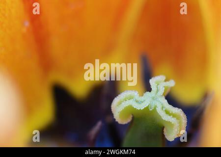 Pollen à l'intérieur d'une tulipe orange Banque D'Images
