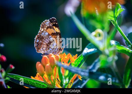 Croissant des perles (Phyciodes tharos) sur feuillage vert Banque D'Images